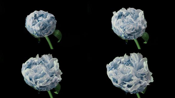 美丽的蓝色牡丹背景。盛开的牡丹花开放，延时4K UHD视频延时。婚礼背景，情人节，母亲节，春天，复活