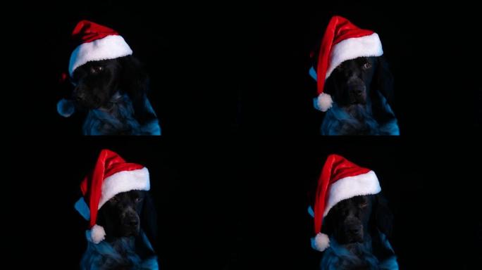 在黑色背景的黑暗工作室里，布列塔尼西班牙猎犬戴着红色圣诞老人帽子。昏昏欲睡的宠物张开嘴打哈欠。狗的枪