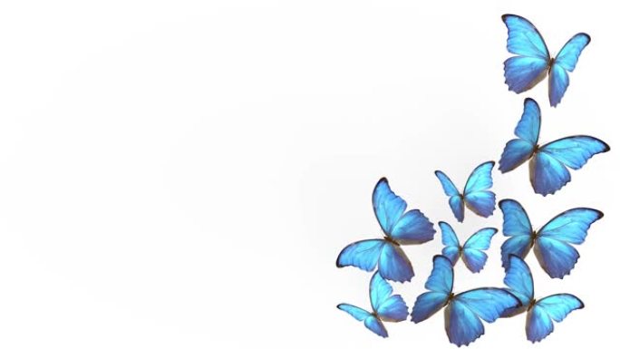 夏季蓝色蝴蝶的飞行。浅色背景上的蝴蝶。3d渲染