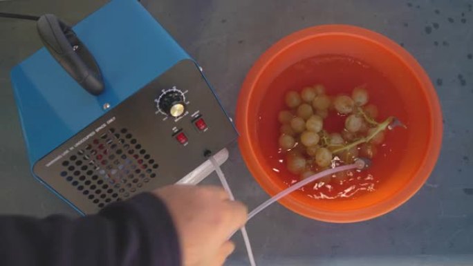 一串葡萄放在一个装有水的碗里，上面放着一块圆形的臭氧化石。通向氧气泵和臭氧发生器的管子