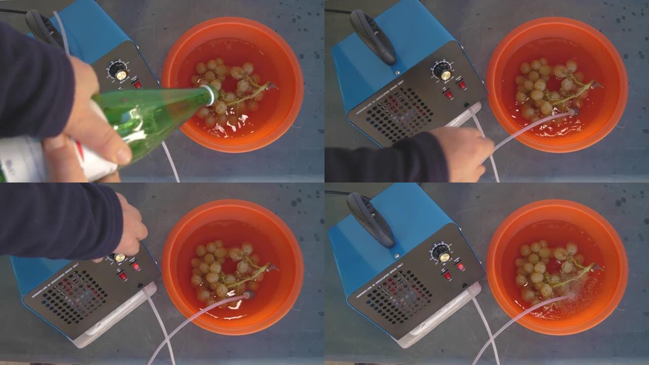 一串葡萄放在一个装有水的碗里，上面放着一块圆形的臭氧化石。通向氧气泵和臭氧发生器的管子