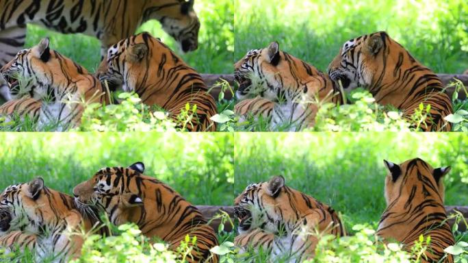 野生成年老虎躺在自然栖息地的地面上。