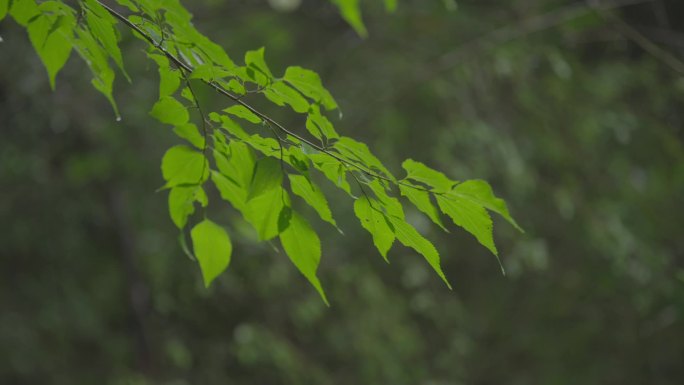 M1雨中绿叶