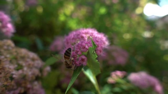 蜜蜂以超慢动作从花朵中收集花粉。