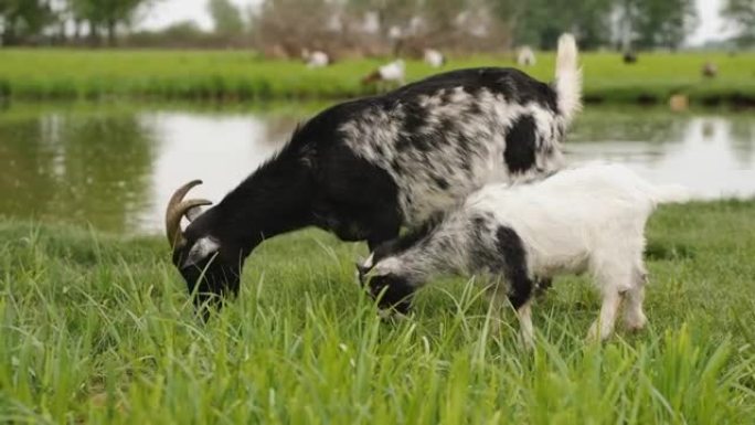 一只带着孩子的山羊在池塘附近吃草