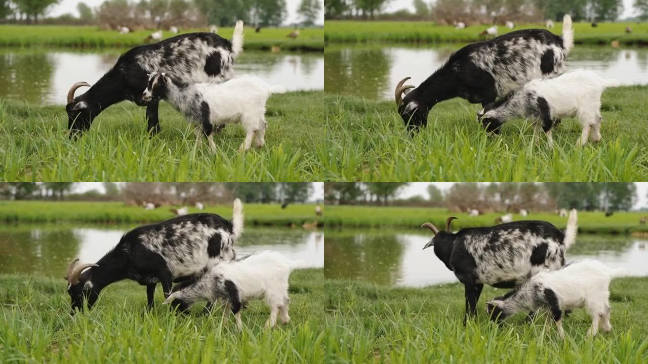 一只带着孩子的山羊在池塘附近吃草