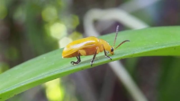 黄色兰花甲虫，胸大肌Lema