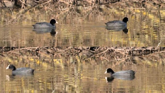 欧亚Coot在池塘中寻找食物 (Fulica Atra)