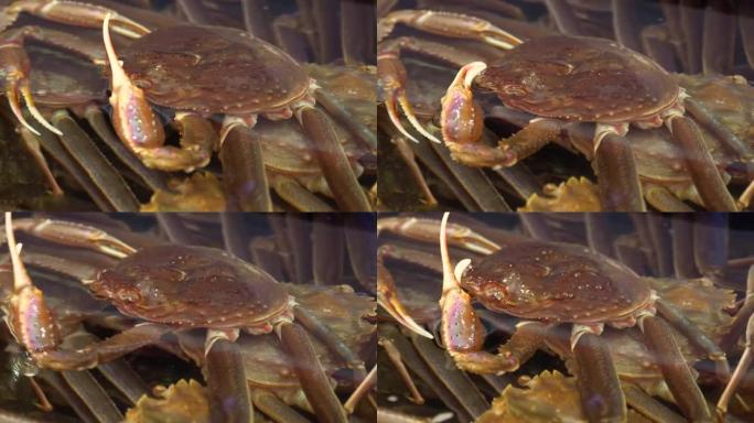 螃蟹韩国海鲜罐巨人。