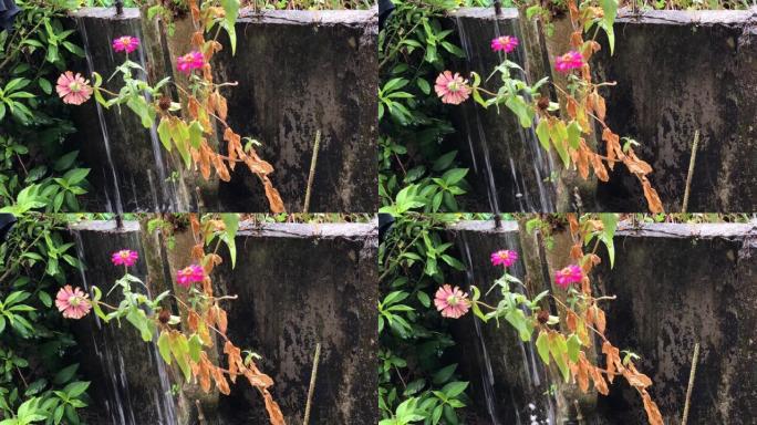 雨水落在靠近旧墙的粉红色花朵上