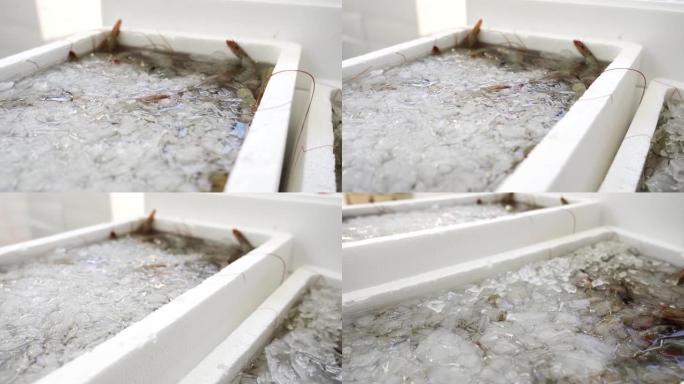 白色容器中的冰和水中的新鲜生虾