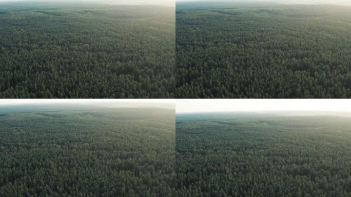 飞越绿色森林。从鸟瞰的角度看一大片林木区。