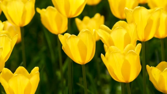 美丽的黄色郁金香花在郁金香田的风中摇摆，4k背光变焦镜头。