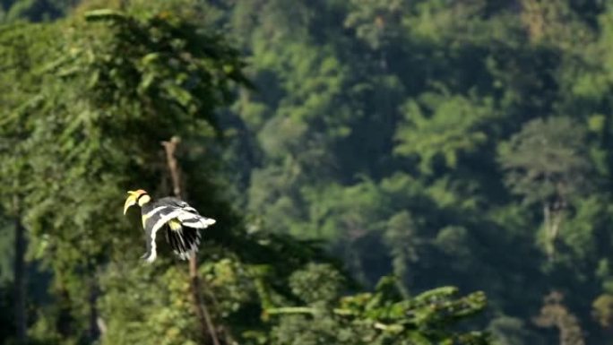 在大自然中飞行的犀鸟，慢动作