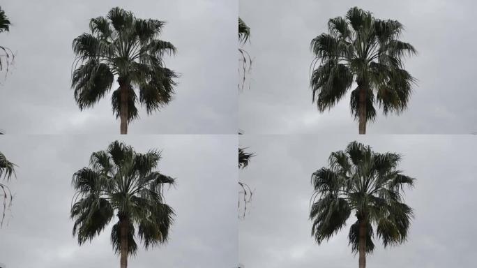棕榈树抵御着灰蒙蒙的天空。雨天，椰子棕榈树的叶子在风中飘扬。热带气候。旅行概念
