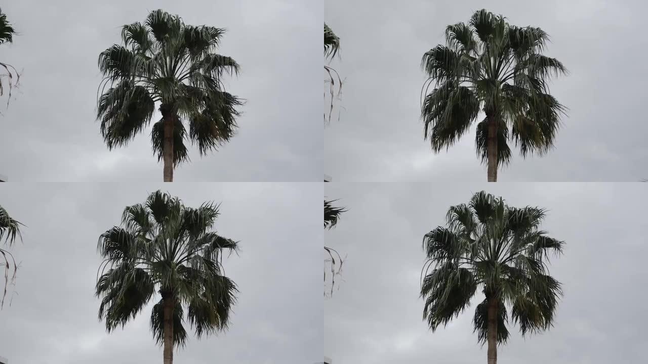 棕榈树抵御着灰蒙蒙的天空。雨天，椰子棕榈树的叶子在风中飘扬。热带气候。旅行概念