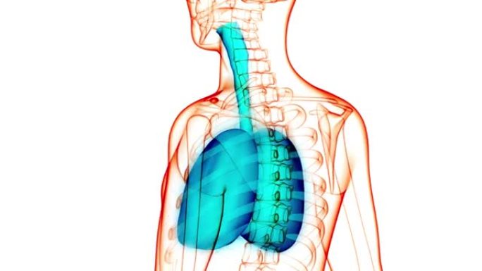 人体呼吸系统肺解剖动画概念