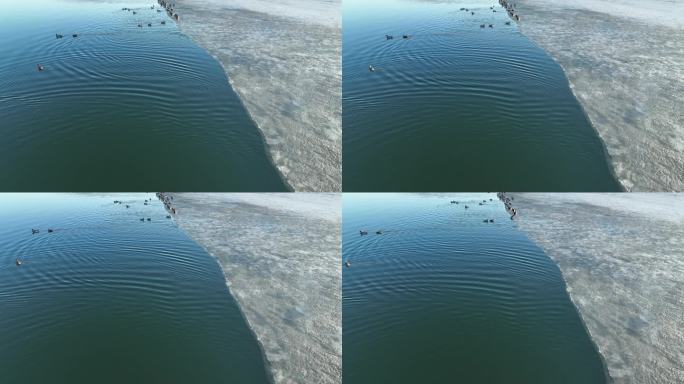 湖水中冰岸上的水鸭子