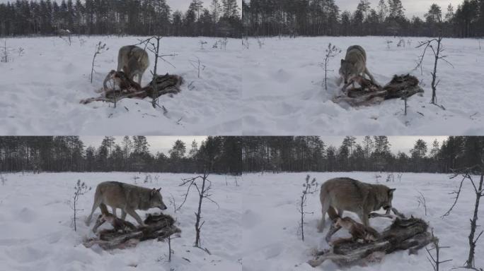 两只狼-(鸟瞰图) 和死去的马鹿，在白雪和冬季森林中奔跑，白俄罗斯