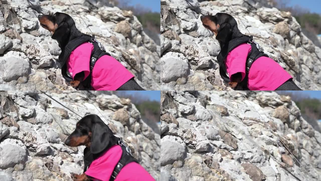 穿着粉色t恤和背心的有趣强壮的腊肠狗阿尔卑鸟在阳光明媚的夏日从陡峭的悬崖上坠落
