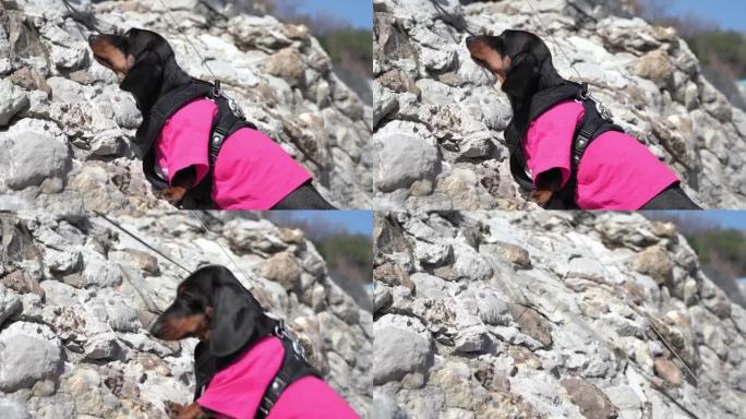 穿着粉色t恤和背心的有趣强壮的腊肠狗阿尔卑鸟在阳光明媚的夏日从陡峭的悬崖上坠落