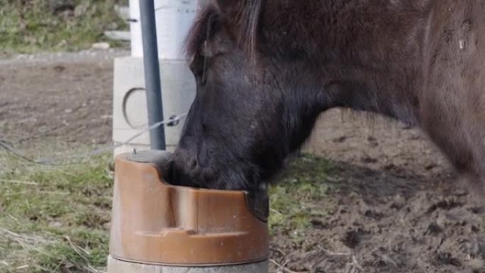 一匹棕色的马从桶里喝水