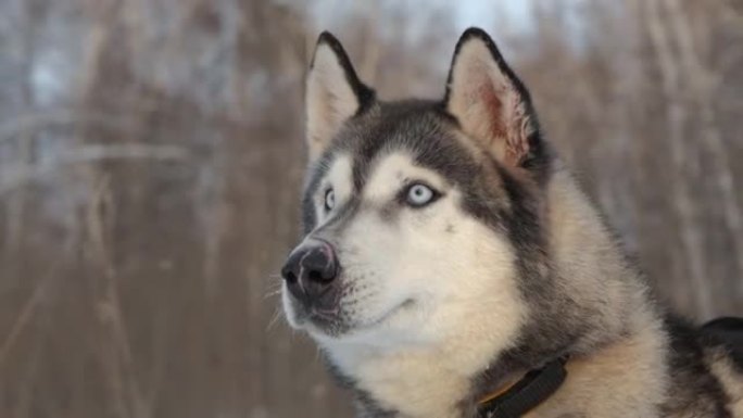 阿拉斯加雪橇犬冬季肖像