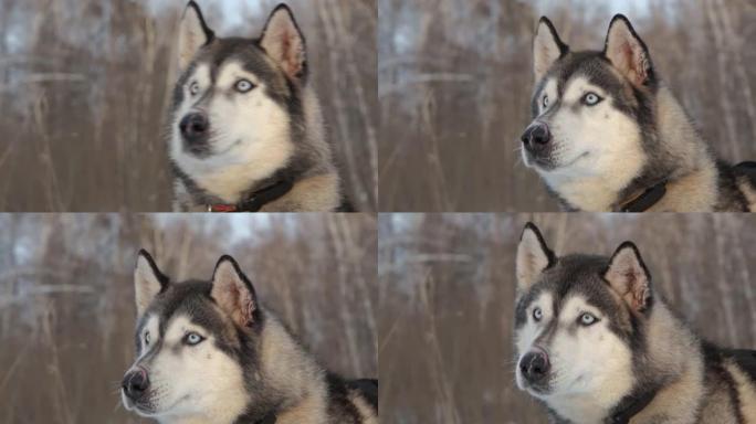 阿拉斯加雪橇犬冬季肖像