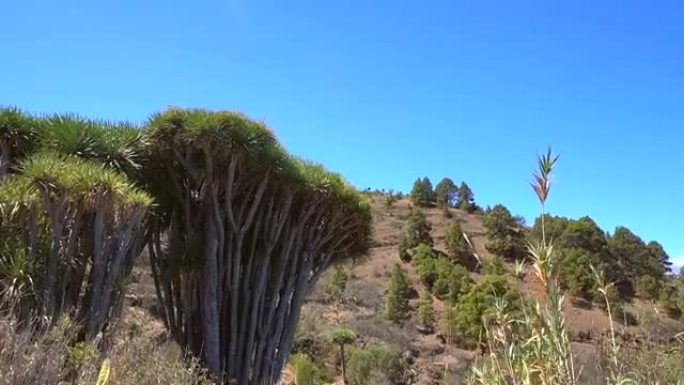 拉斯特里西亚斯小路上的一棵巨大的龙树。加那利群岛拉帕尔玛岛北部的加拉菲亚镇