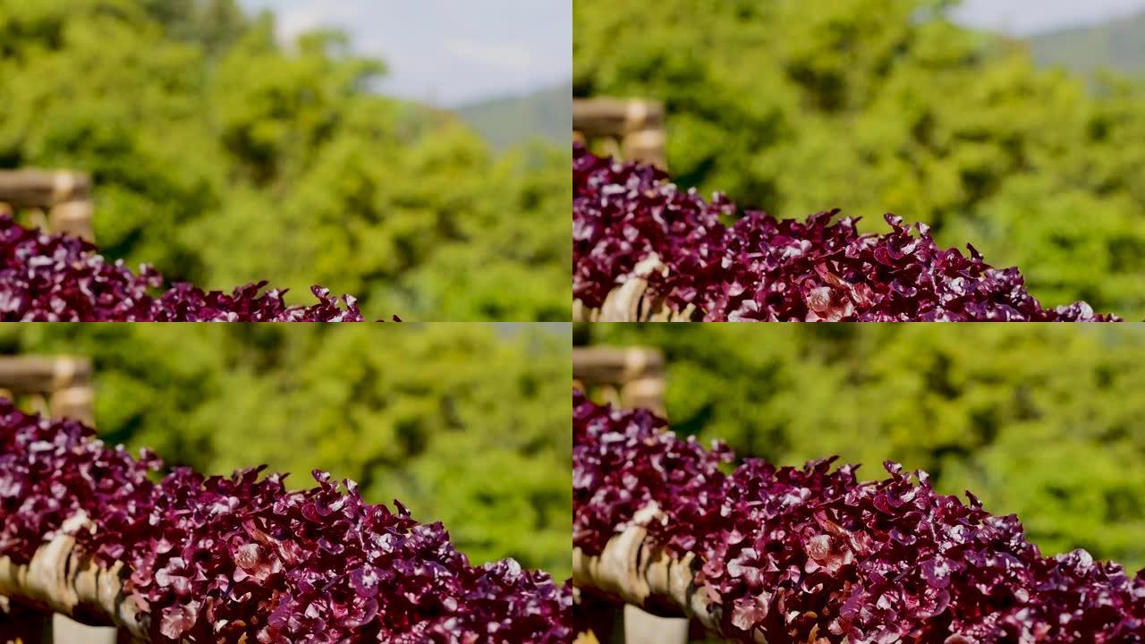 红叶莴苣，一种观赏食用的蔬菜。