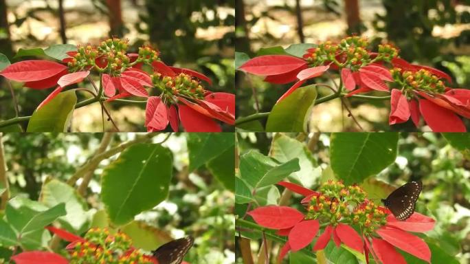 蝴蝶特写黄花。帝王蝶在黄花上。虎蝶特写