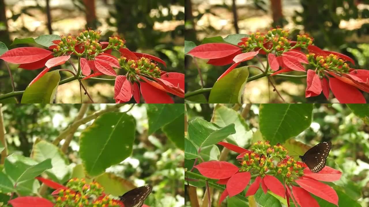 蝴蝶特写黄花。帝王蝶在黄花上。虎蝶特写