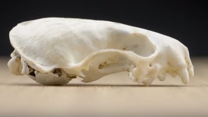 桌子上白色骨骼化石的外观