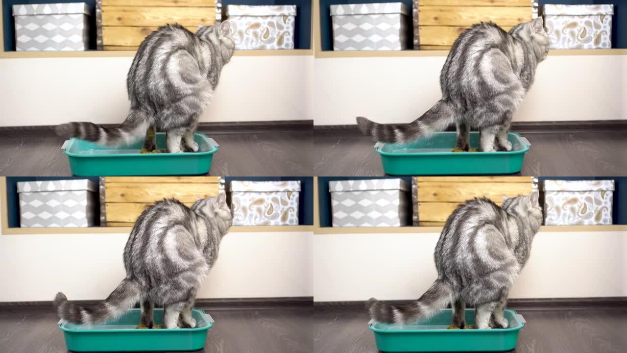 一只灰色的英国猫在托盘里大便。房间里的猫厕所。