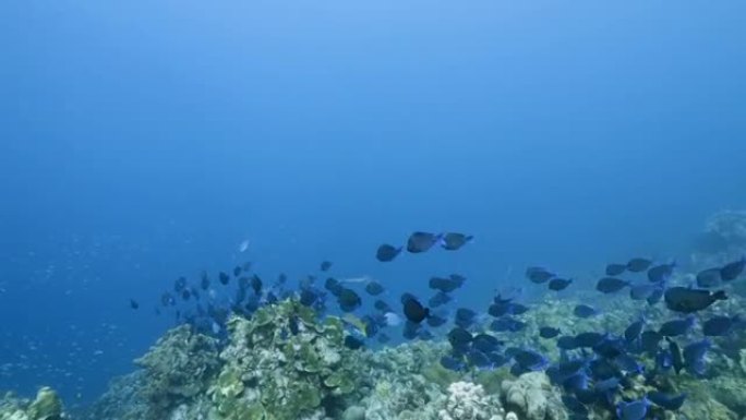 库拉索岛加勒比海珊瑚礁绿松石水中的蓝塘学校
