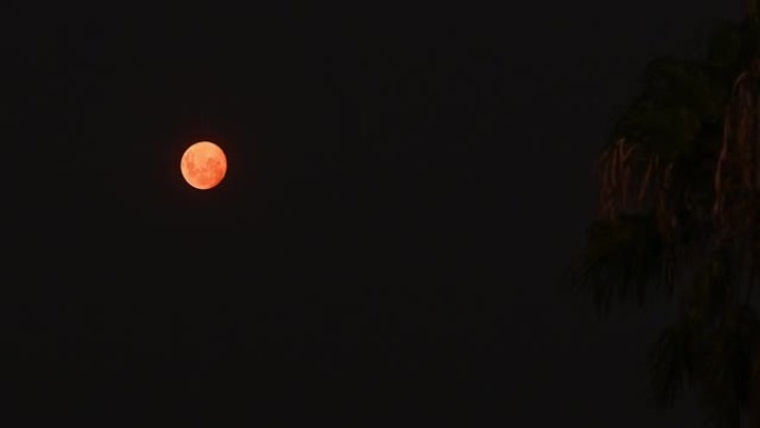 棕榈树红色满月