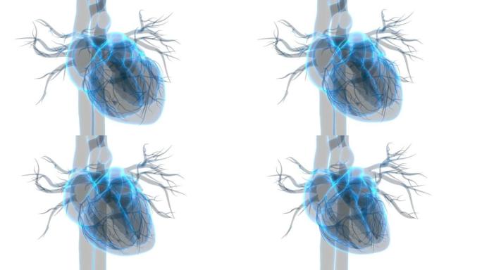 人体循环系统心脏跳动解剖动画概念