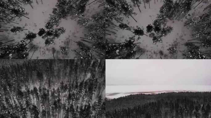 冬季森林。大风天气。从顶部可以看到摆动的树木。高大的树木。俄罗斯，卡累利阿。