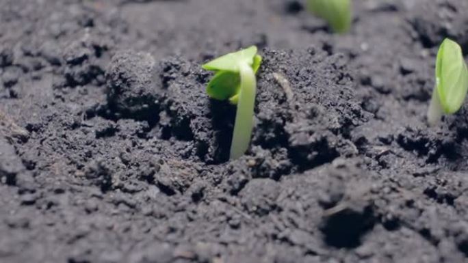 发芽从地面上爆发。新的生物。生命延续的概念。