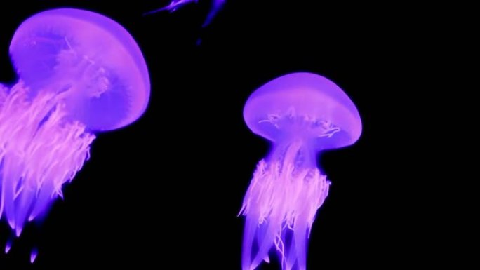 深海里美丽的发光水母