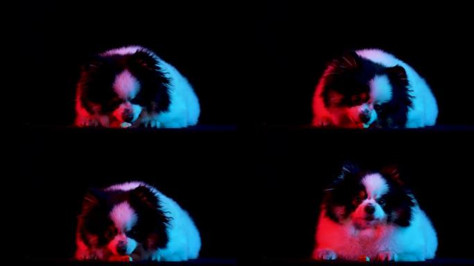 满意的黑白博美犬spitz撒谎，舔一块饼干，零食。宠物在工作室里，在红色霓虹灯的黑色背景下。慢动作。