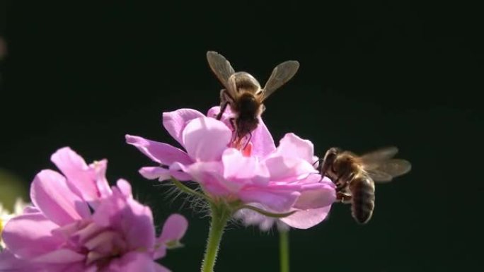蜜蜂探花