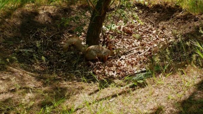 松鼠搜索和隐藏坚果。在树下的松鼠在森林里寻找坚果。