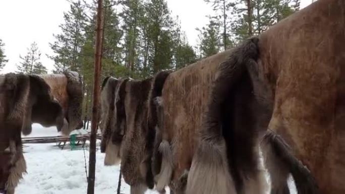 驯鹿的皮挂在俄罗斯马厩森林里的绳子上