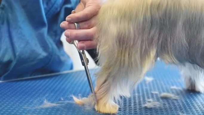 约克夏梗狗在宠物护理工作室被修饰。女美容师在动物美容院剪狗毛。高质量4k镜头