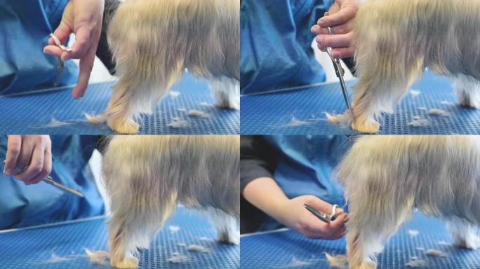 约克夏梗狗在宠物护理工作室被修饰。女美容师在动物美容院剪狗毛。高质量4k镜头