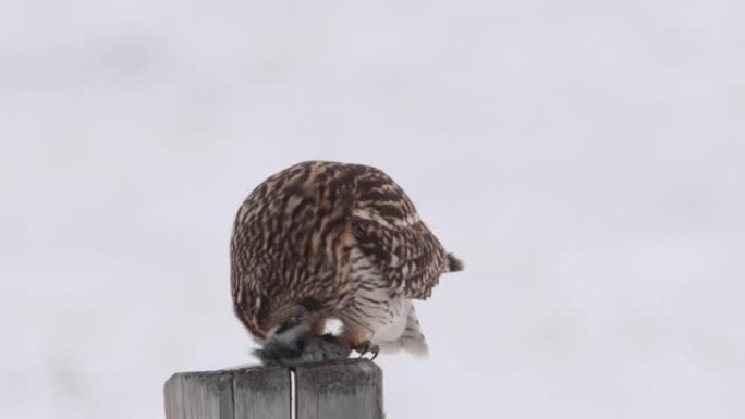 短耳猫头鹰在冬天狩猎
