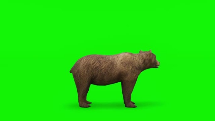 攻击棕熊-高质量、色键和可循环