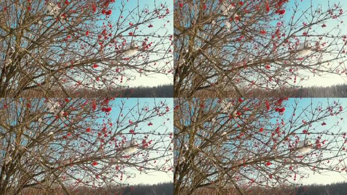 雪落在荚蒾树的红色浆果上