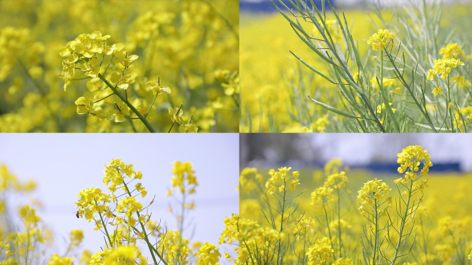 油菜花视频素材